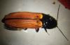Ampedus sp.